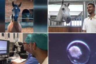 video fertilizare in vivo si mame surogat pentru a obtine cai pursange arabi tehnica studiata la iasi este aplicata cu succes in israel 6a12965138fdb