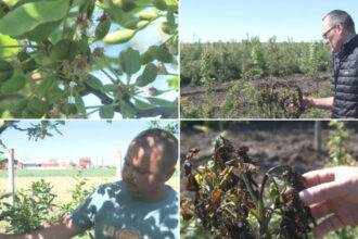 video livezi distruse de frigul de la inceputul lunii inghetul a afectat si plantatiile de stejar si frasin infiintate cu fonduri europene 69fc2cceb34c2