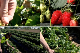 video plantele au suferit productia de capsuni romanesti afectata de capriciile vremii cu cat se vinde acum kilogramul in piete 69fd7d2766857
