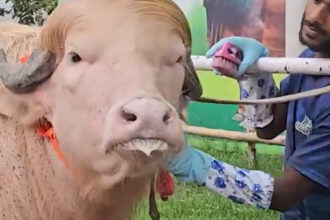 video un bivol albinos cu coama blonda considerat sosia lui donald trump vedeta in bangladesh animalul va fi sacrificat 6a0ecbfd417bf
