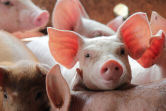 focar de pesta porcina africana in ungaria in apropierea frontierei cu romania mii de animale vor fi sacrificate 6a2195607b55d