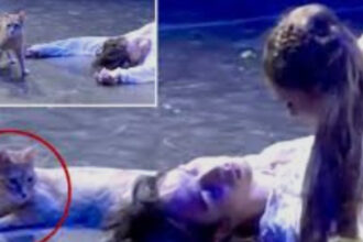 romeo si julieta si o pisica ce se intampla cand o felina decide ca ea e pesonajul principal in opera lui shakespeare 6a32485deb89e
