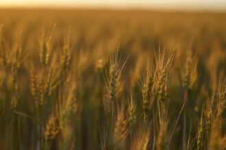 un teren cu drept de ipoteca in favoarea greilor de la ameropa grains scos la licitatie firma de shipping executata silit 6a3eefcef08f6