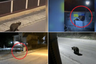 video e o solutie dar nu eficienta ce spun romanii din zonele de munte despre legea care dubleaza cota de recoltare in cazul ursilor 6a3f65cf584e2