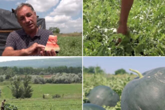 video vremea capricioasa din ultimele saptamani intarzie productia de pepeni romanesti cand ar putea aparea in piete 6a2523e61af44