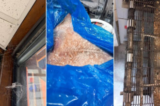 anpc a controlat peste 1 400 de companii si a dat amenzi de 4 milioane de lei saptamana aceasta principalele nereguli descoperite 6a63562d03276