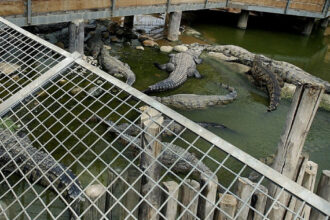 inchisorile din israel vor folosi crocodili pentru a descuraja detinutii sa evadeze 6a5bda348f1ee