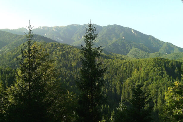 romania printre statele ue auditate de curtea europeana de conturi privind eficienta retelei natura 2000 6a4fcef42dd1b
