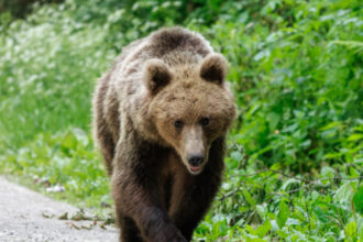 un urs a ajuns intr o localitate aflata la cativa kilometri de bucuresti localnicii au fost alertati ce spune prefectura ilfov 6a4e48b7b6518