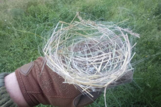 video conflictul din ucraina remodeleaza mediul natural cuiburi de pasari din cabluri de fibra optica 6a44932e0b3d7