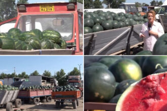 video dezamagire printre cultivatorii de pepeni din dabuleni dupa ce pretul a scazut la jumatate fata de 2025 cat costa acum kilogramul 6a4c7c34878fe