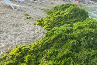 video invazia de alge in mamaia infurie turistii marea a devenit o salata autoritatile intervin in fiecare seara e un fenomen natural 6a450e3b6f4b9