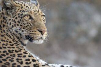 video momentul in care un leopard a intrat intr un magazin de bauturi alcoolice din india 6a5fe03e4439c