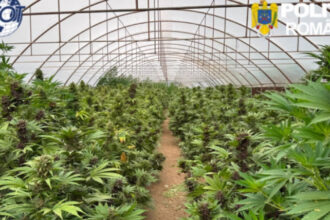 videofoto captura record de canabis in neamt peste 2 600 de plante si un laborator clandestin descoperite de anchetatori 6a47aa2a4a629